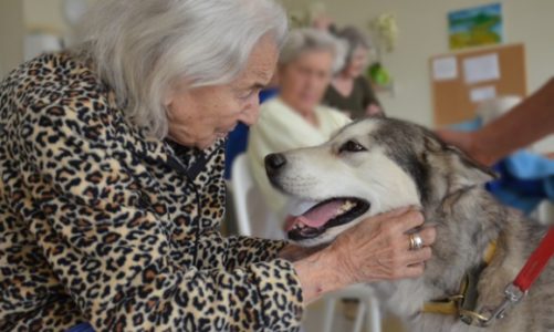 Pies w roli terapeuty – pomoc dla osób z chorobą Alzheimera