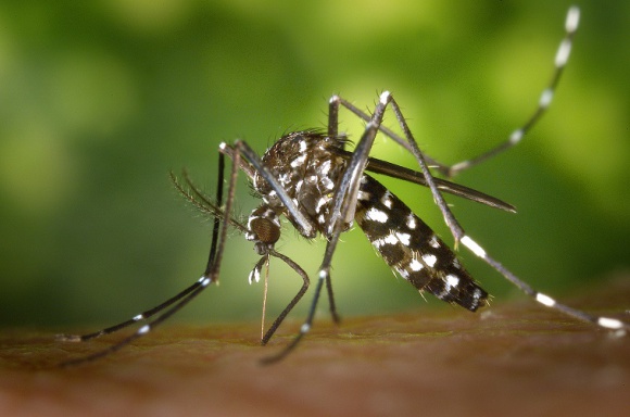 Komary. Jak sobie radzić z ukąszeniami? LIFESTYLE, Zdrowie - ​Nie ma w praktyce osoby, która nigdy nie została ukąszona przez komary. Kontakt z nimi zawsze kończy się podobnie - nieprzyjemnym uczuciem swędzenia w miejscu ukłucia.