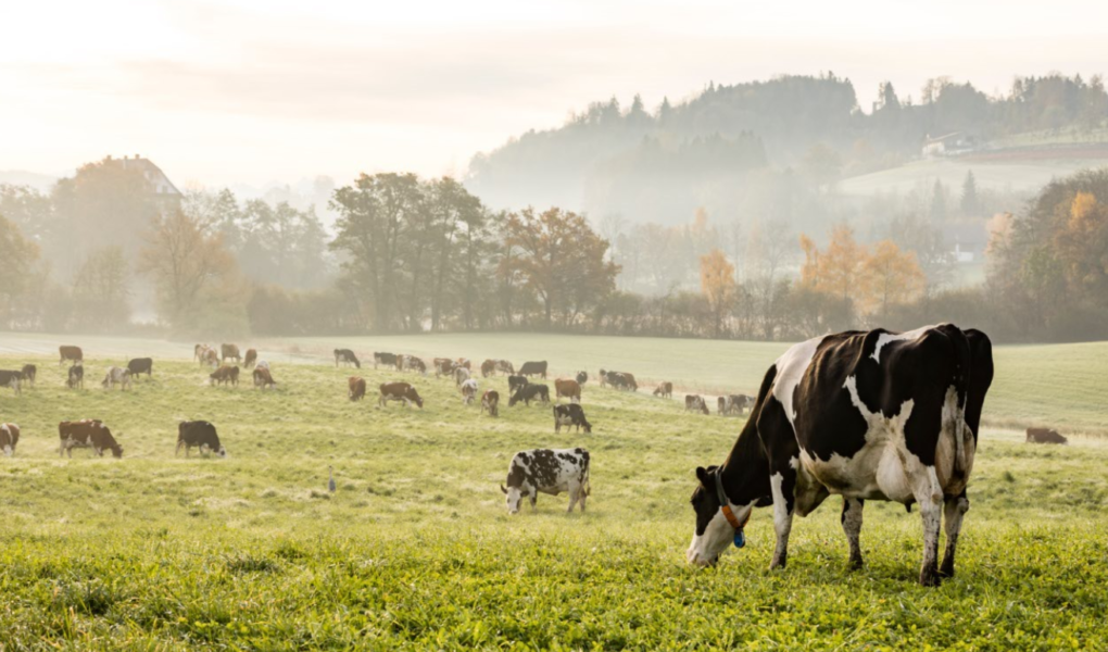 NAN Organic 2 – kompletna kompozycja składników* inspirowana doskonałością natury